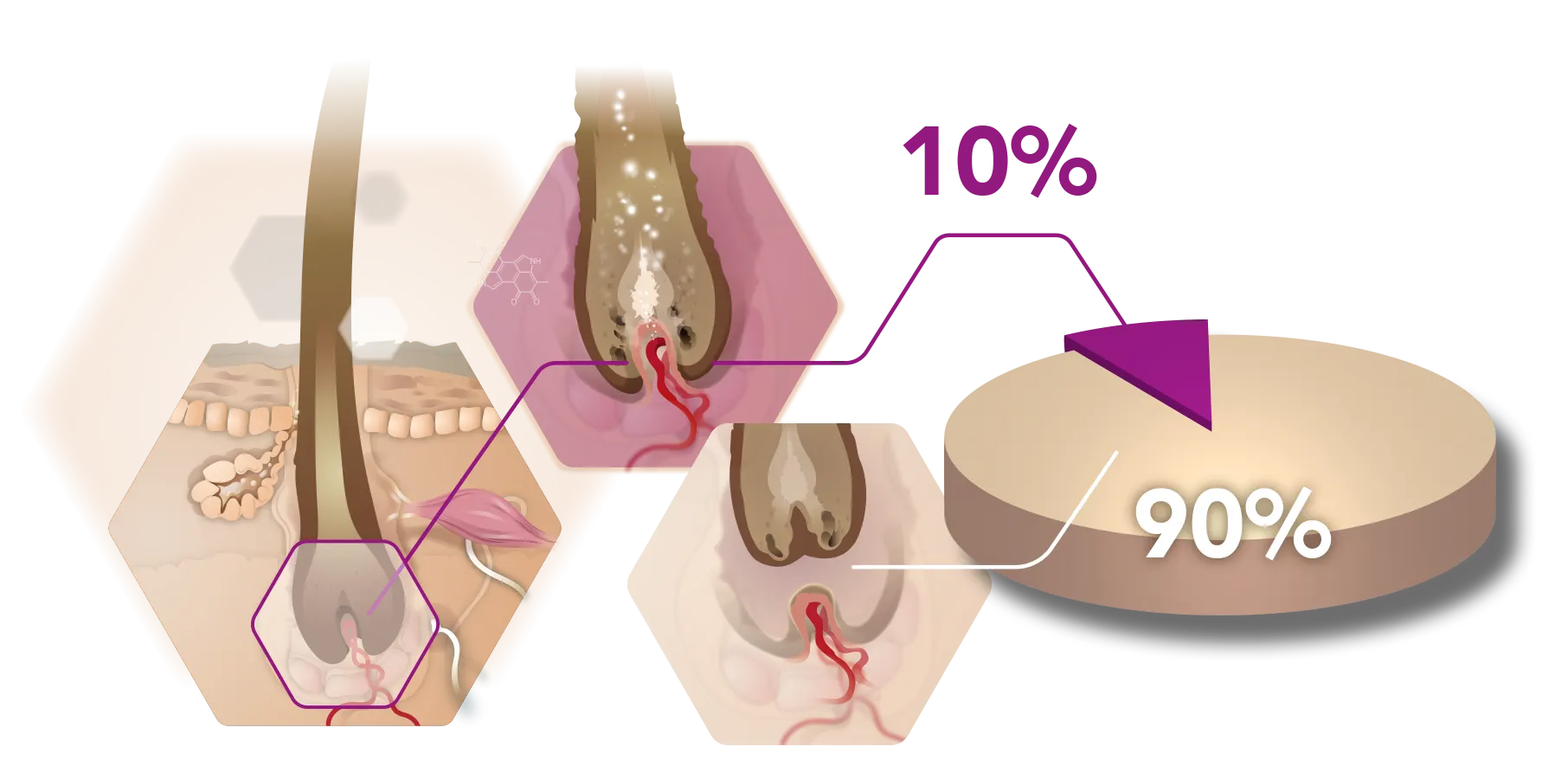 Infografik Wachstumsphasen Haar